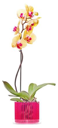 купить кашпо для орхидей Корона мини