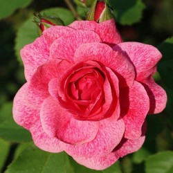 купить Роза канадская парковая Модэн Руби
